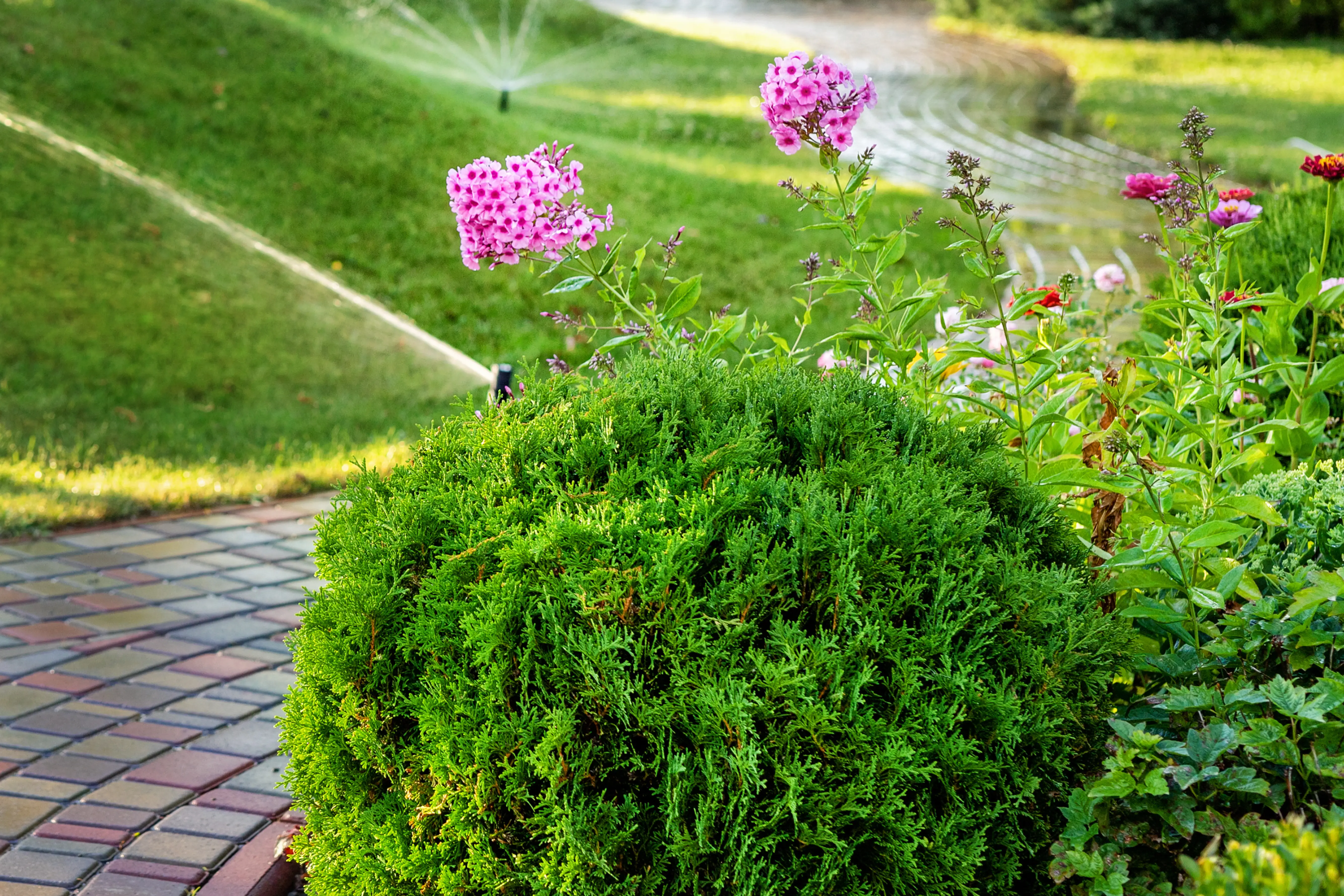Flowering plants and vegetables that attract thrips