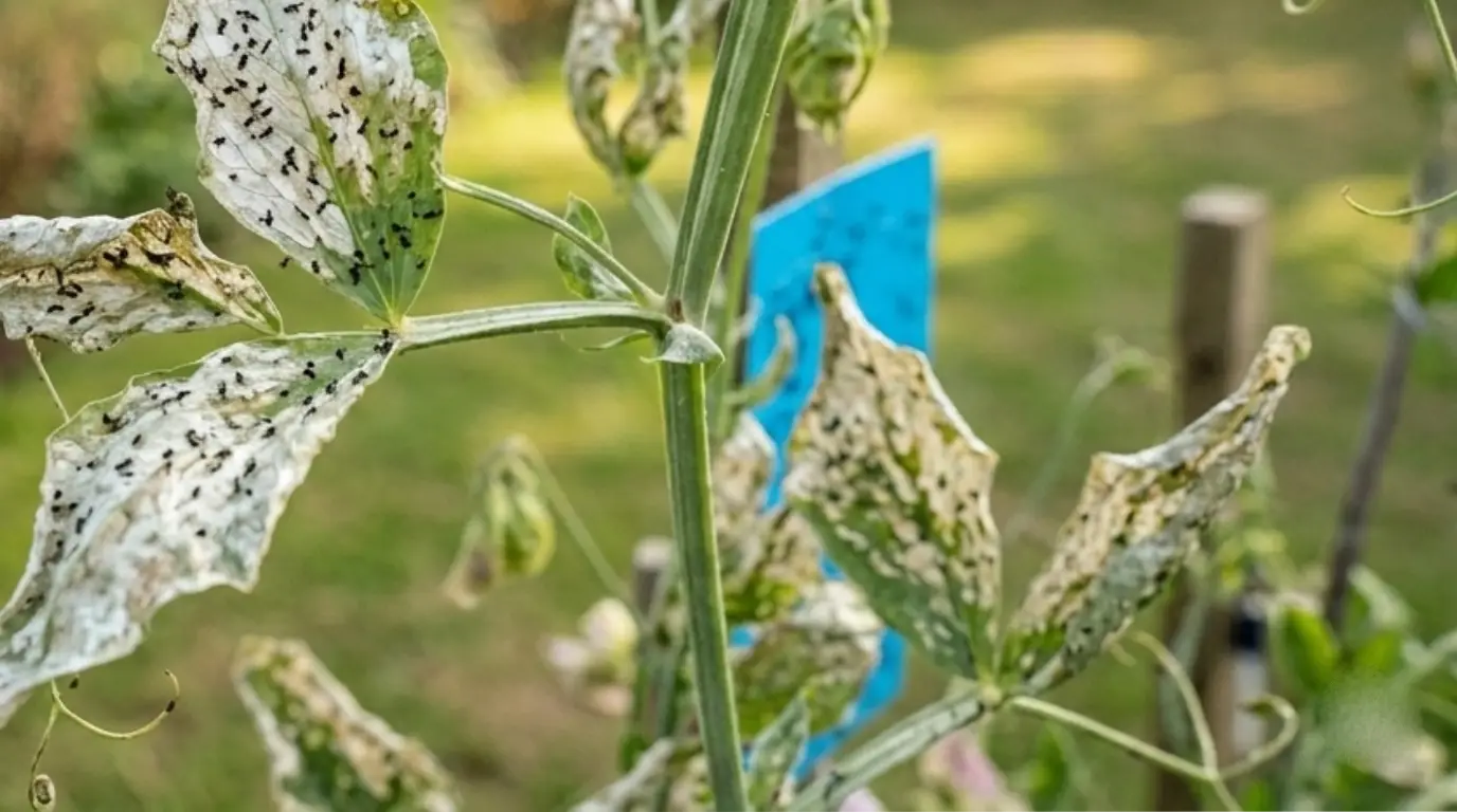Visible thrips insects on plant surface