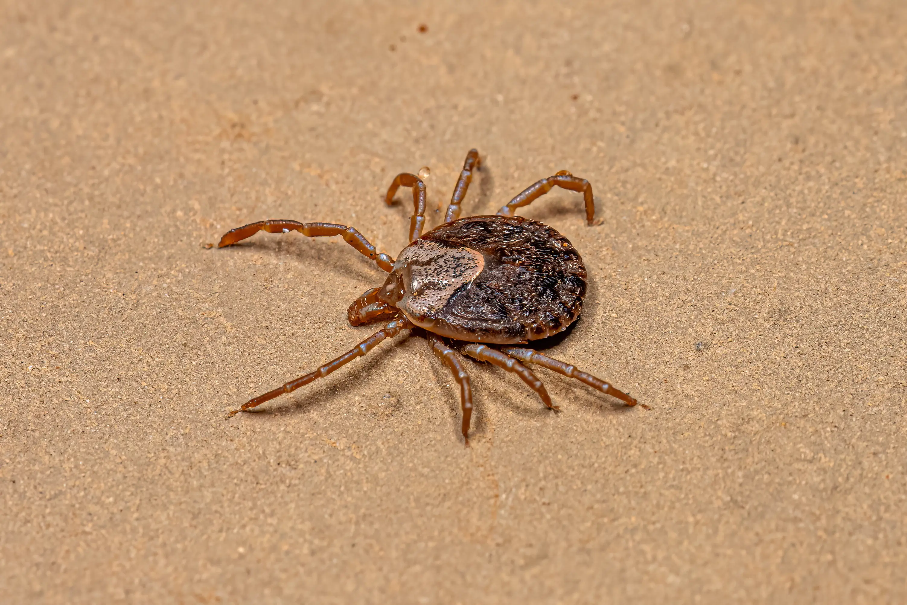 Tick found crawling indoors on floor or furniture
