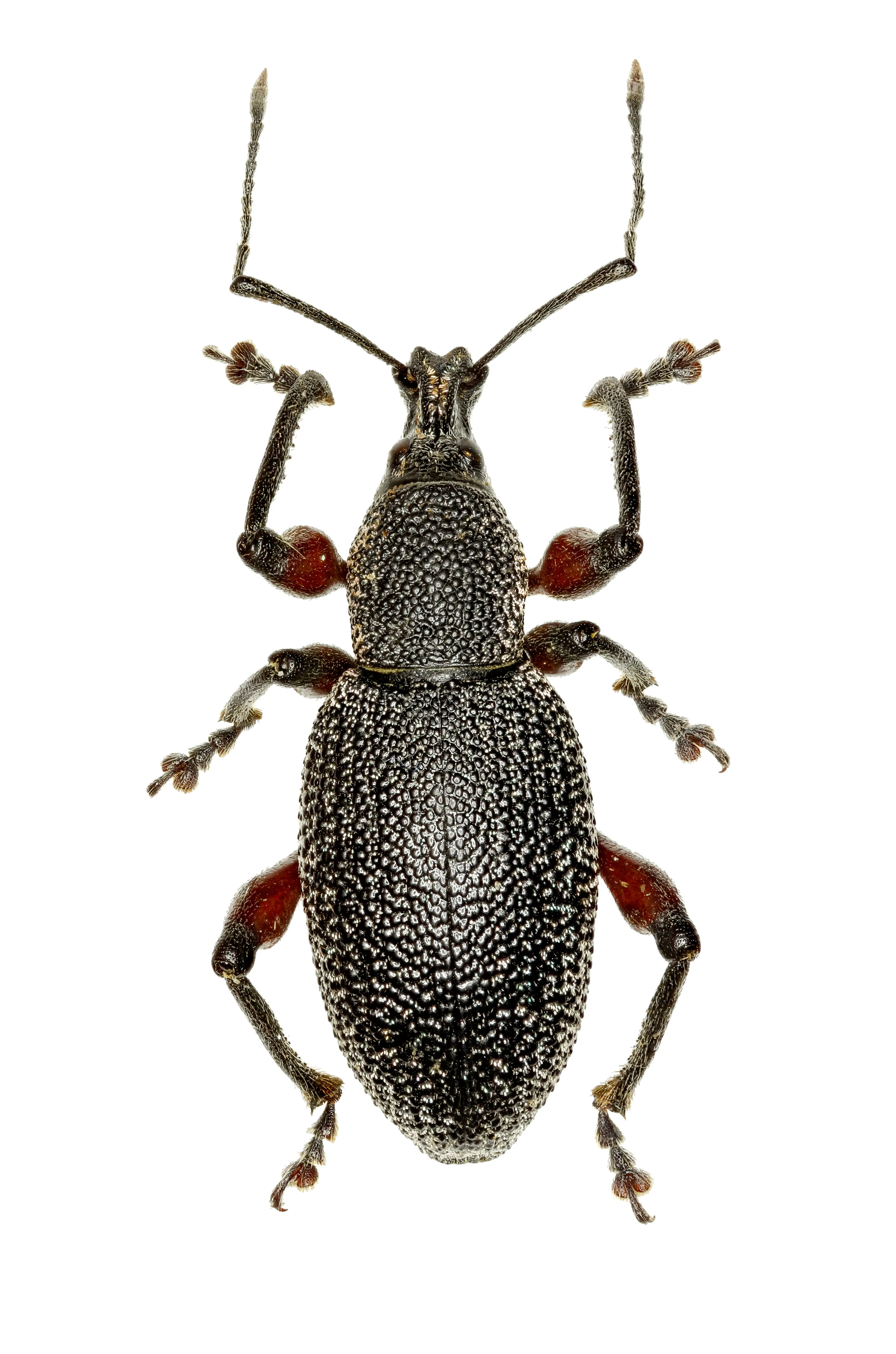Adult weevil with characteristic elongated snout