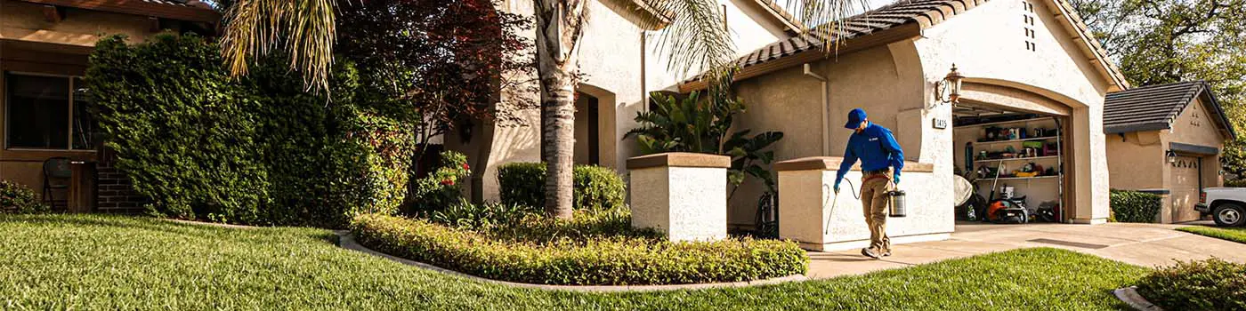 Applying exterior barrier treatment around home foundation for weevil prevention