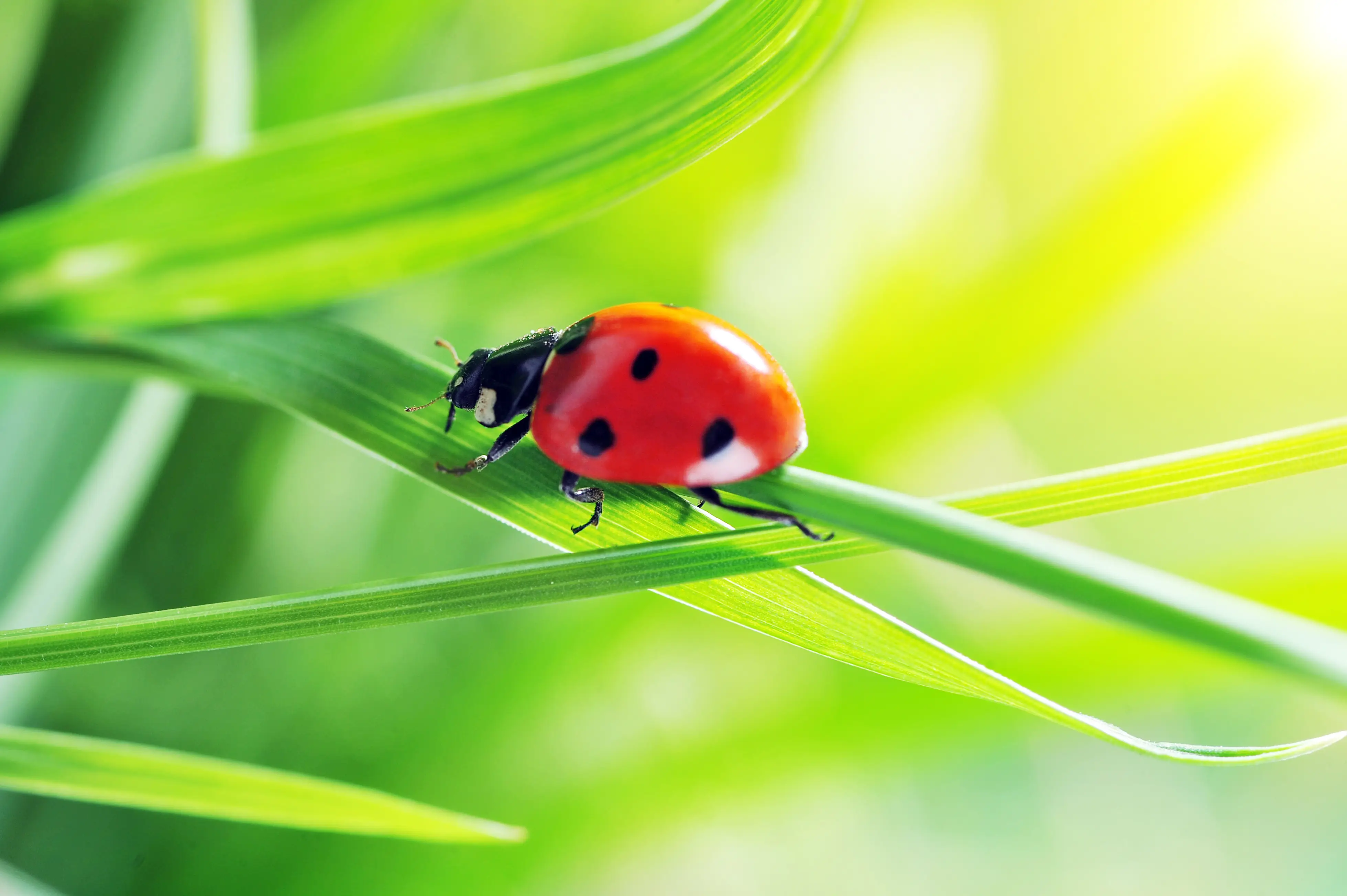 Releasing beneficial predatory insects for biological whitefly control