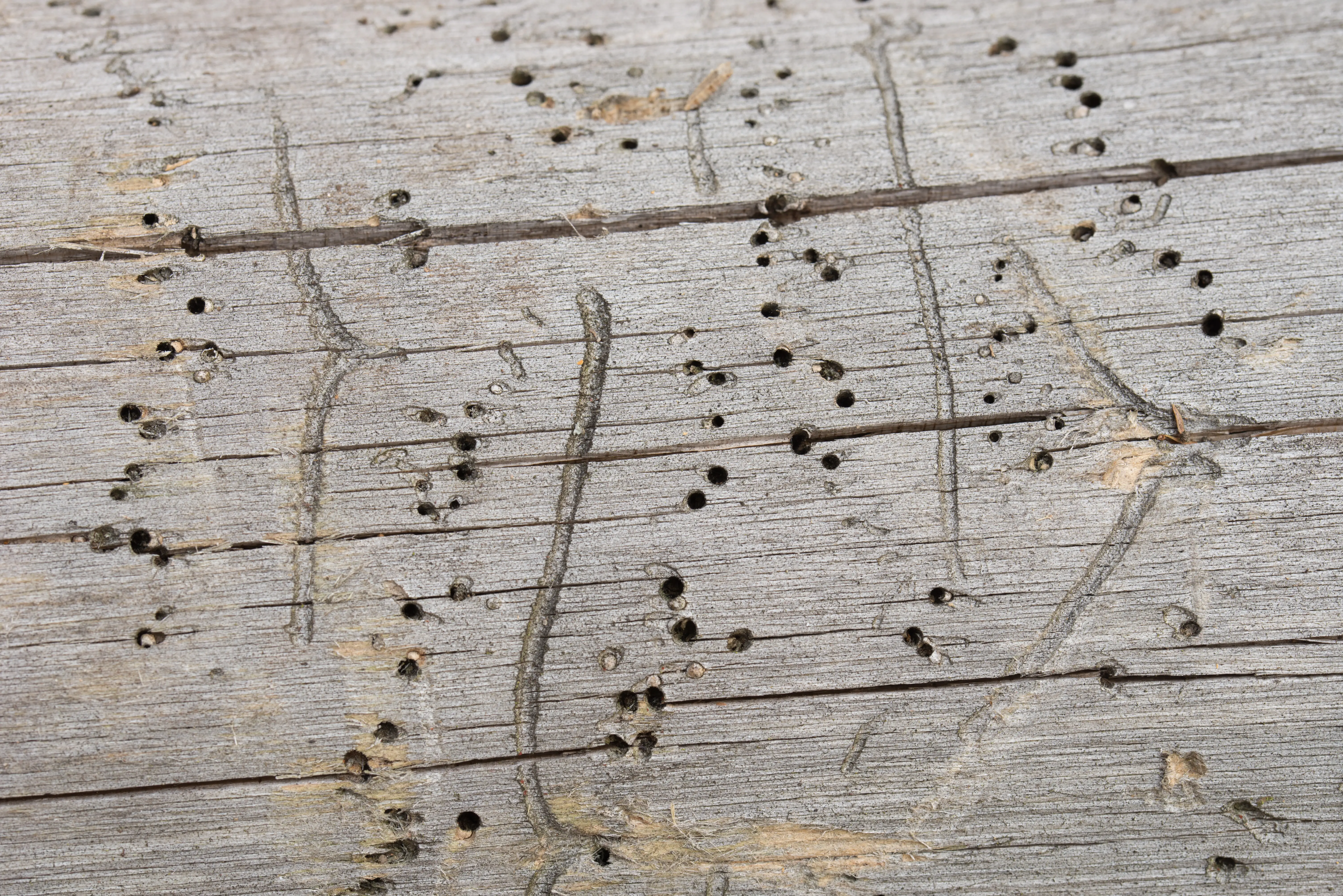 Wood showing multiple generations of beetle exit holes