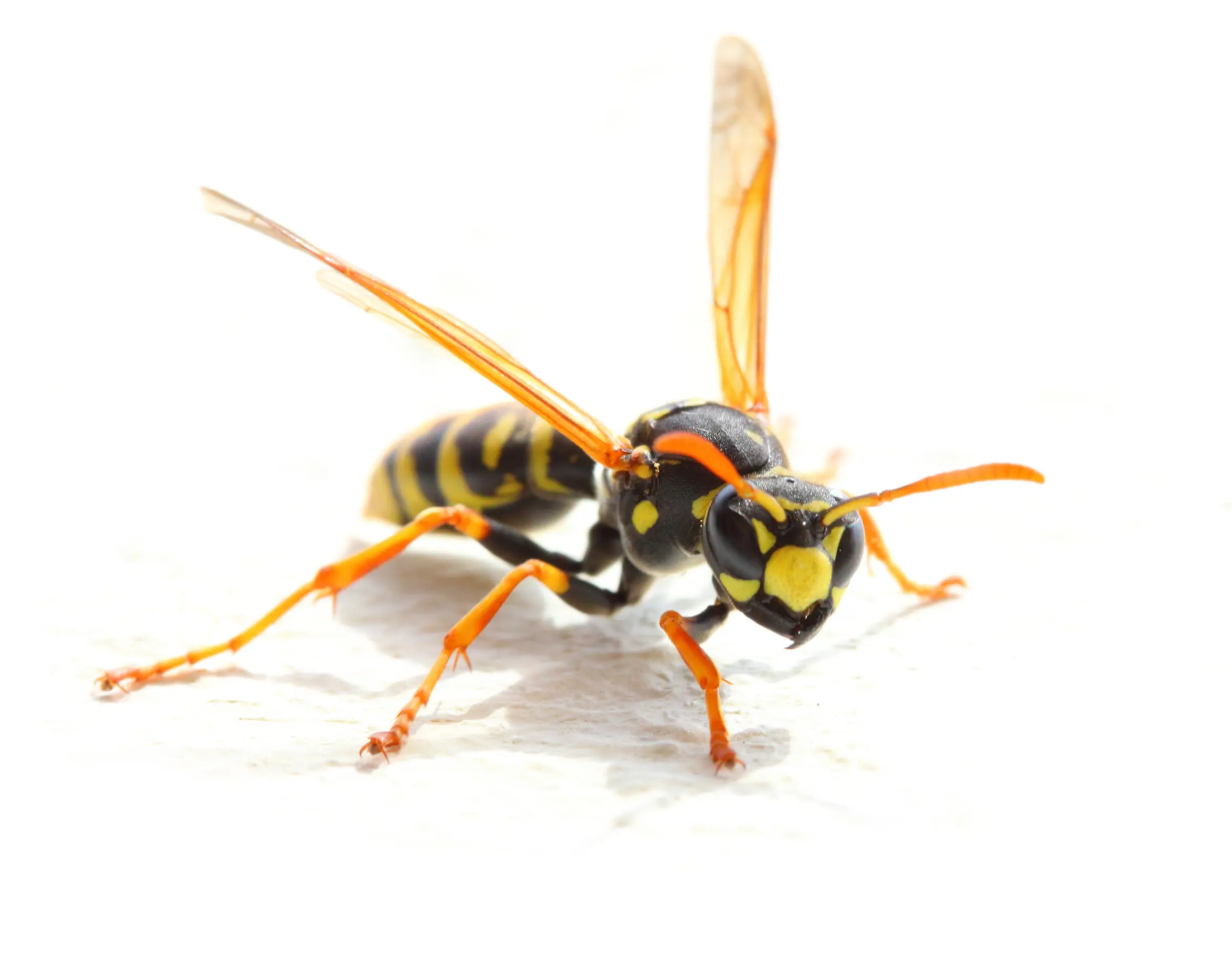 Aggressive yellow jacket in defensive posture