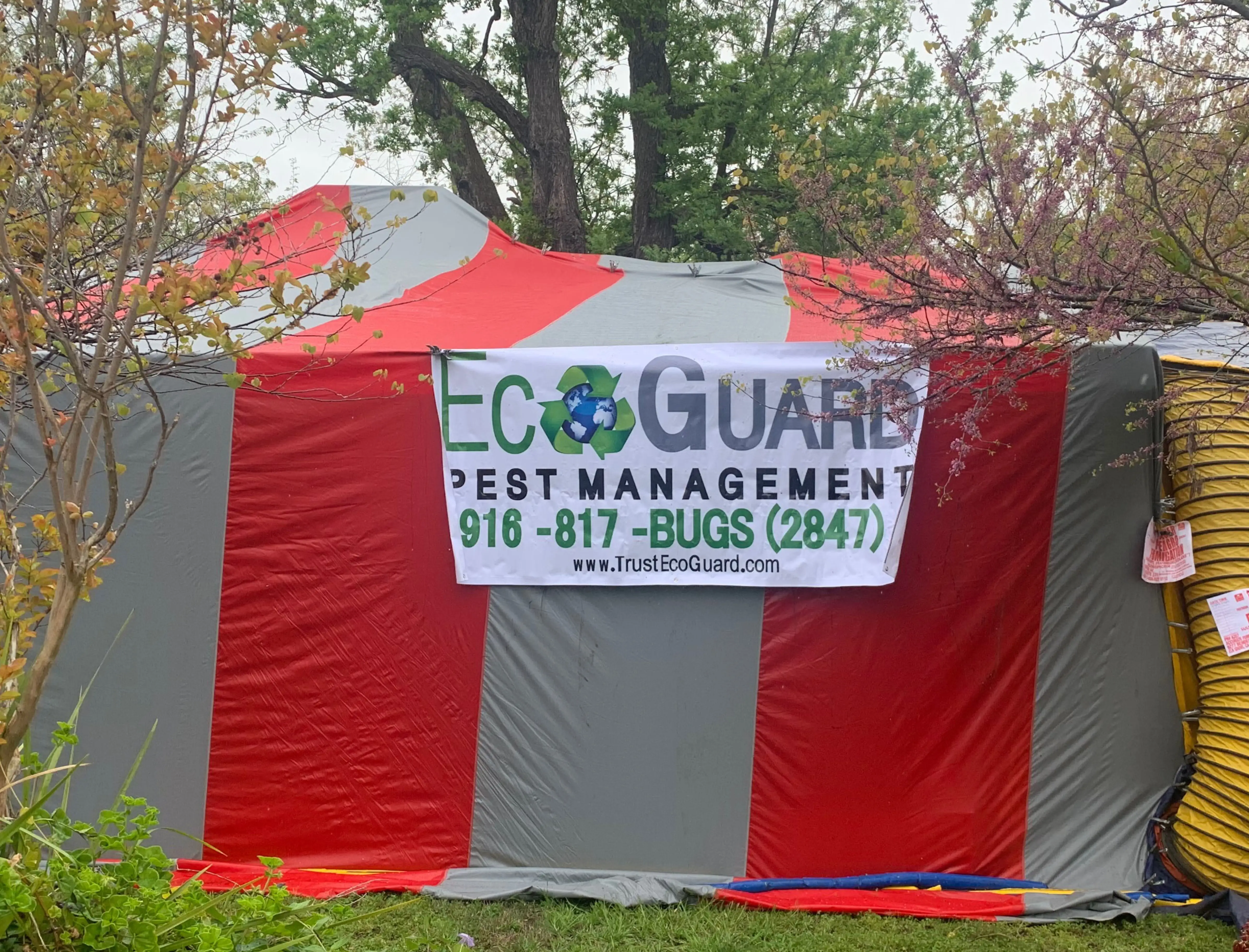 Termite inspection and treatment Cumberland